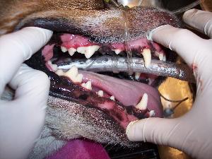close up of the dog's mouth after dental procedure