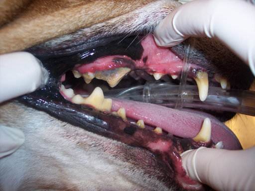 close up of the dog's mouth before dental procedure displaying plaque and other signs of unhealthy teeth