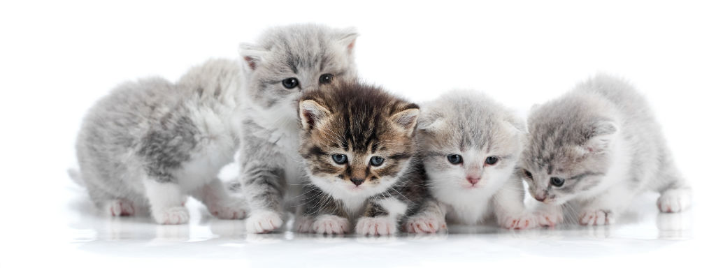 five little kittens on white background