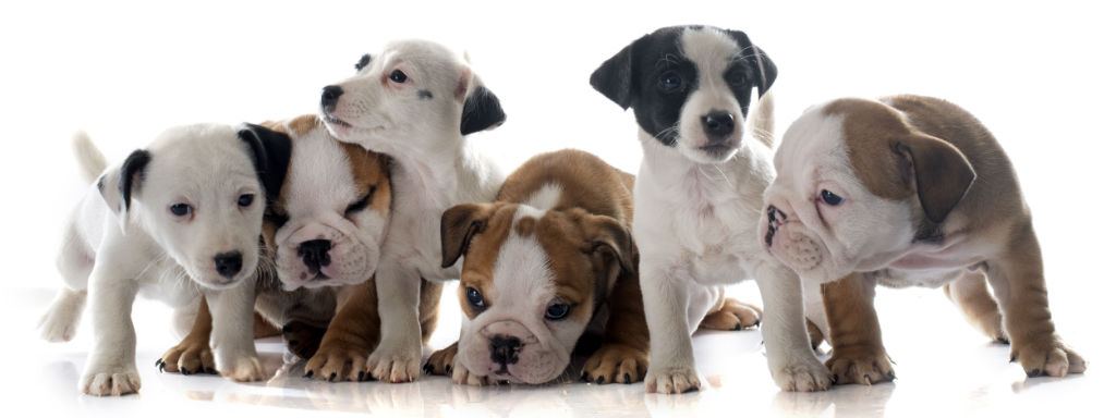 six puppies of different breed on white background