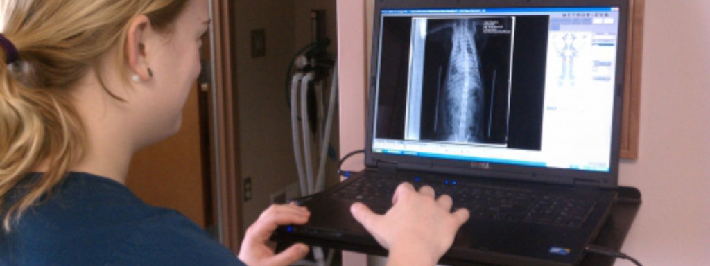 technician looking at animal's X-ray