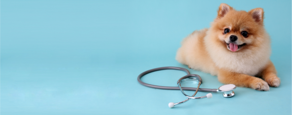 small dog with a stethoscope