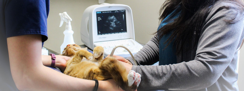 veterinarians performing ultrasound on an orange cat