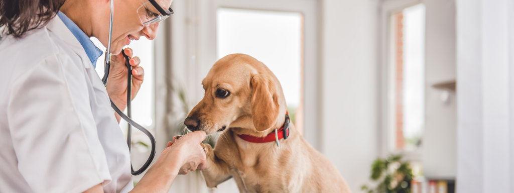 veterinarian holding a dog's paw