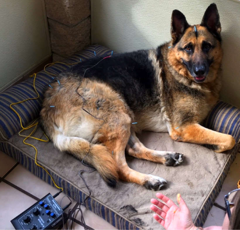 german shepherd receiving acupuncture therapy